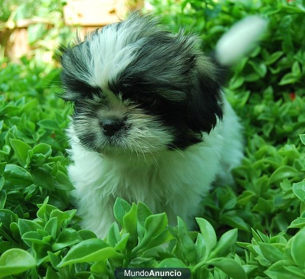 camadita shih tzu de 2 meses blanco y negro y tricolor