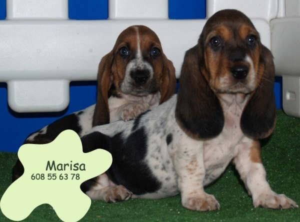 Fantasticos cachorros de Basset Hound