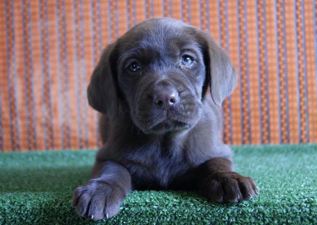 Labrador camada en color chocolate cachorritos