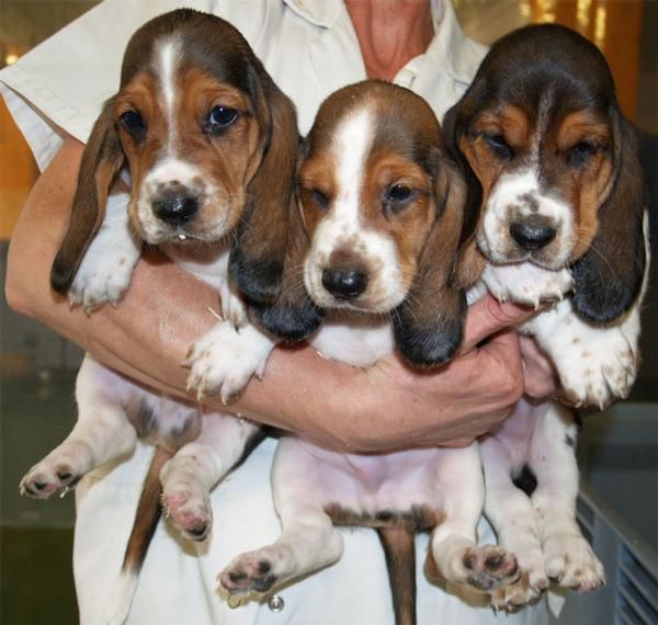 Magnificos Basset hound, muy buen precio