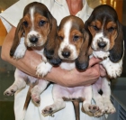 Magnificos Basset hound, muy buen precio - mejor precio | unprecio.es