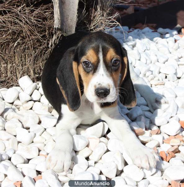 Maravillosos cachorrros de Beagle