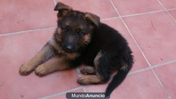 SE VENDE ESCELENTE CACHORRA DE PAS TOR ALEMÁN CON PEDIGRI Y PADRES GANADORES DE CONORES CONCURSOS