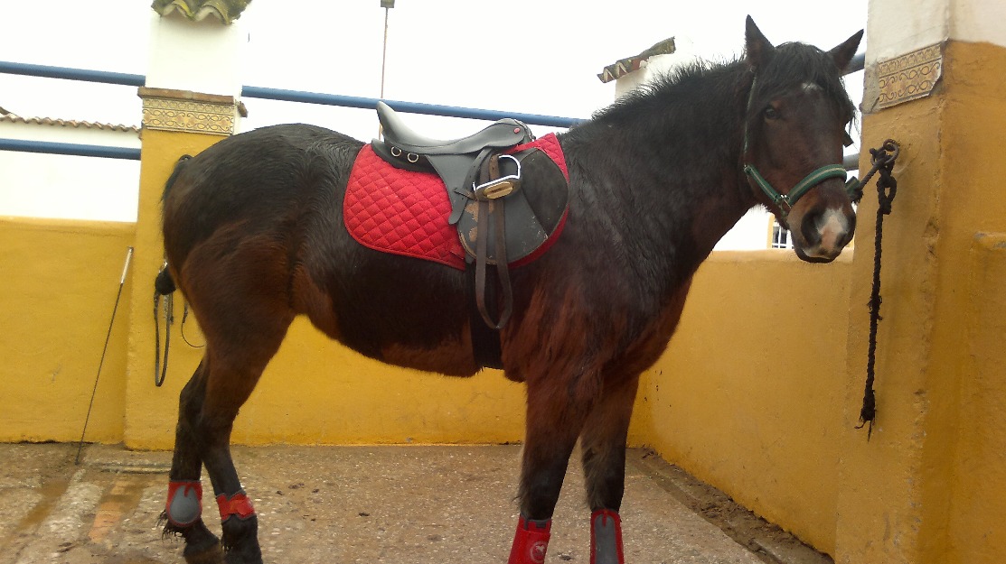 Se vende pony asturcona