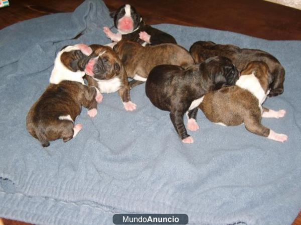 se venden cachorros de boxer