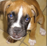 vendo cachorra boxer