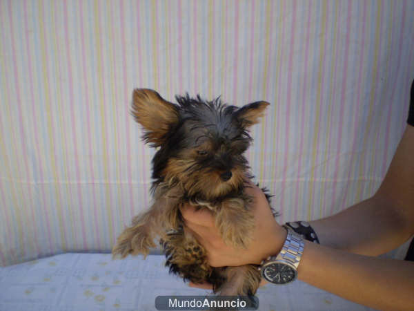 Yorkshire Terrier Preciosos 500er.