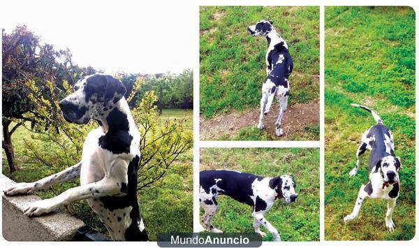 Dogo Alemán arlequín hembra adulta 650€