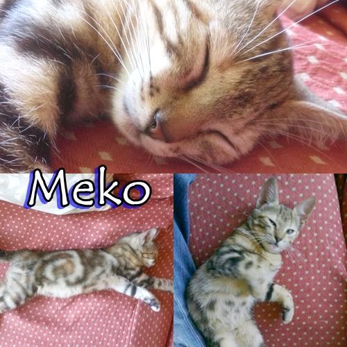 MEKO. Hermoso bebé busca un buen hogar.