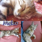 MEKO. Hermoso bebé busca un buen hogar. - mejor precio | unprecio.es