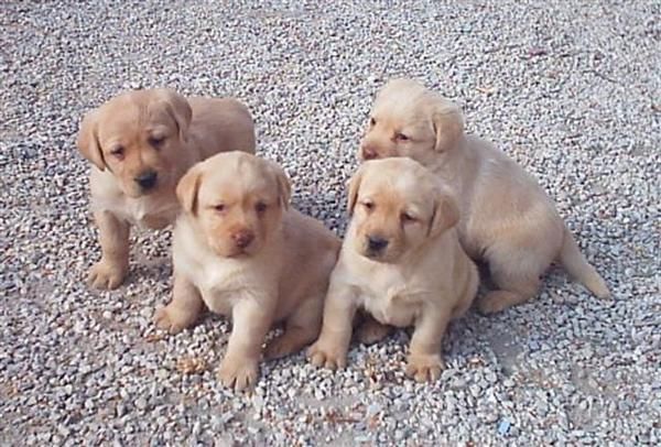 Cachorros de Labrador con pedigree oficial muy económicos