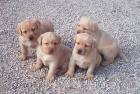 Cachorros de Labrador con pedigree oficial muy económicos - mejor precio | unprecio.es