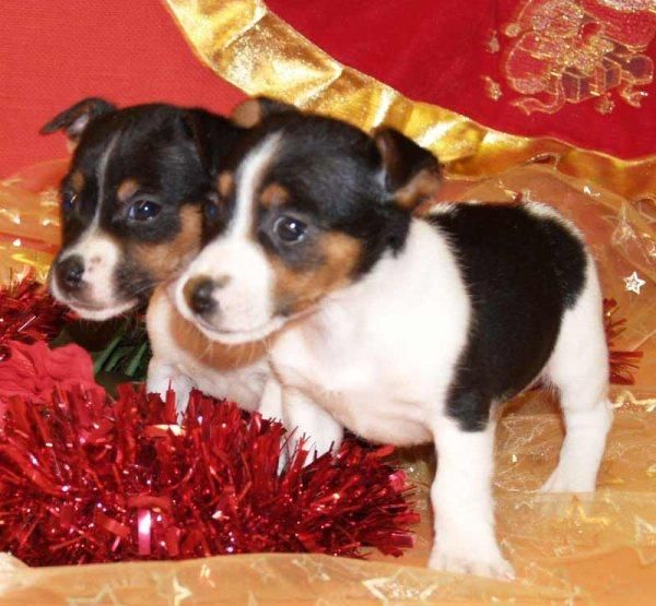 Cachorros Jack rassell, sonrie con ellosen navidad