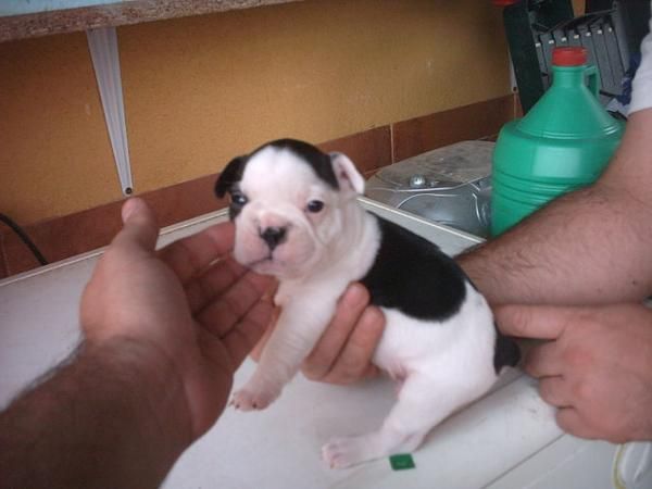 Camada de Bulldog Frances con pedigri ( LOE) RSCE 450E