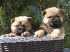 CHOW CHOW DE DOS MESES, 290 EUROS - mejor precio | unprecio.es