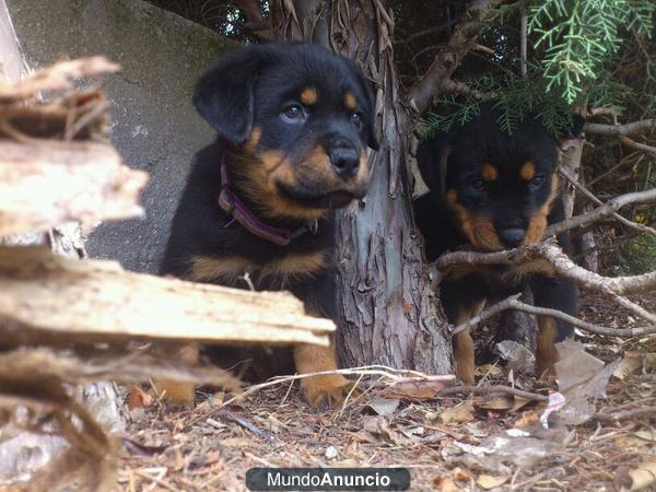 Rottweiler