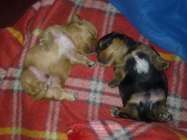 SE VENDEN 2 CACHORRITOS YORKSHIRE MACHOS MUY PEQUEÑOS