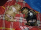 SE VENDEN 2 CACHORRITOS YORKSHIRE MACHOS MUY PEQUEÑOS - mejor precio | unprecio.es