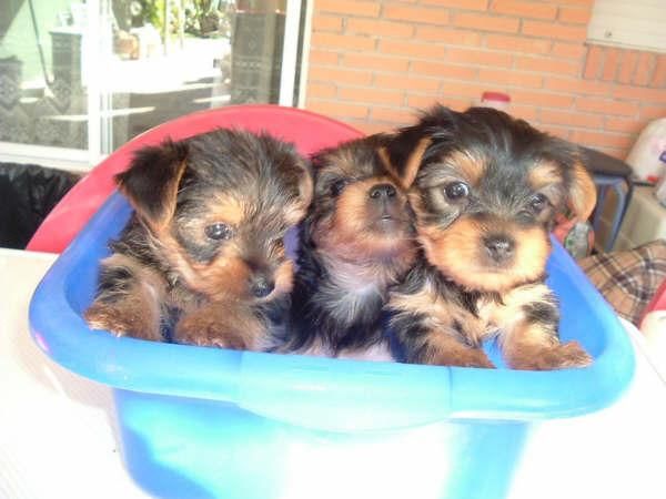 vendo yorkshire terrier con pedigree