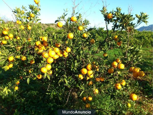 Mandarinas ecológicas