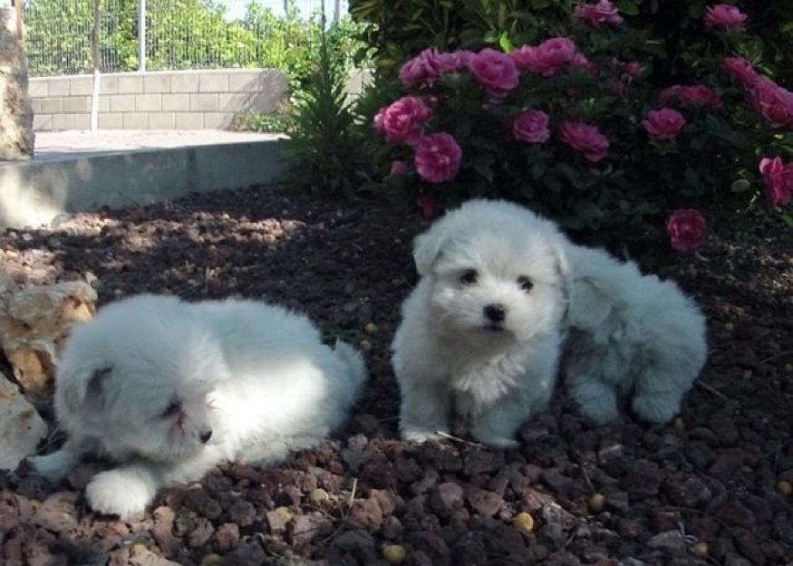 Precioso cachorros Bichón Maltés.