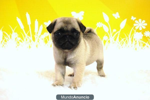 Autenticos Carlino Pug linea de calidad