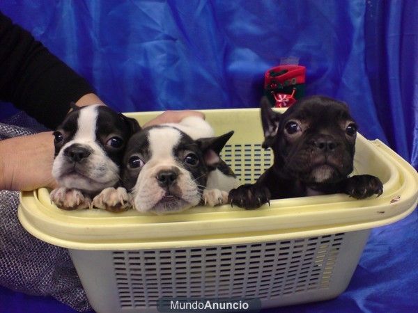 BULLDOG FRANCES, CACHORROS , perros, cachorros, criadero, venta.