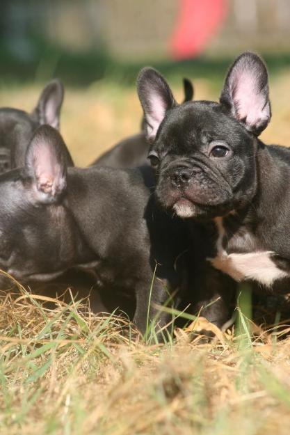 Bulldog frances color negro, cachorros disponibles