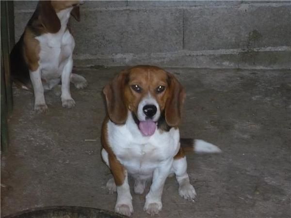 CACHORROS DE BEAGLE