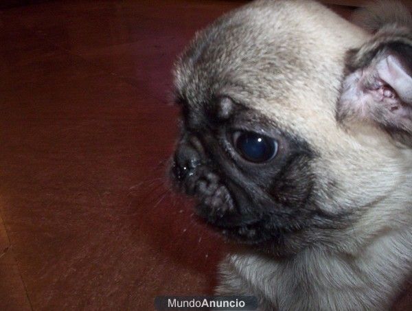 CARLINO O PUG, perros, cachorros, criadero, venta.