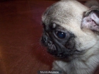 CARLINO O PUG, perros, cachorros, criadero, venta. - mejor precio | unprecio.es