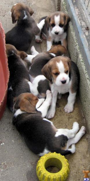 Hermoso cachorros