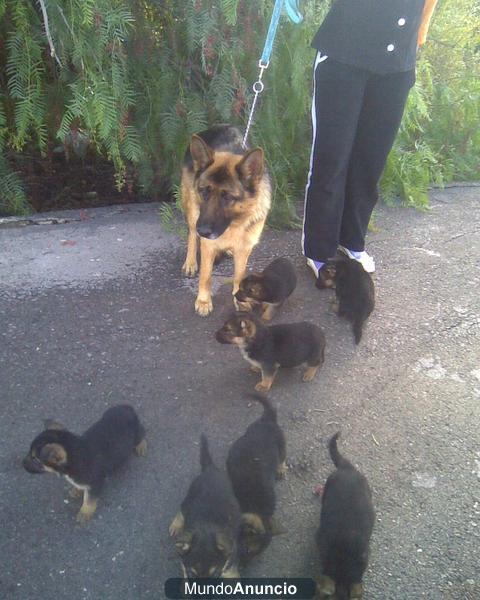 Impresionantes cachorros de pastor aleman con la documentación en mano