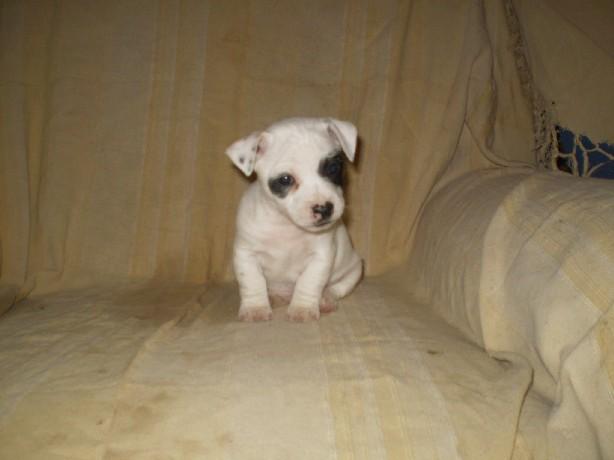 Jack russell terrier