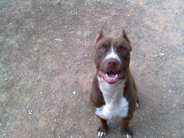 OFREZCO PITBULL MACHO  PARA MONTAS