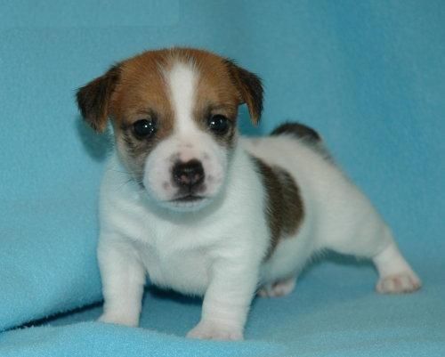 REGALO CAMADA BICHON MALTES-JACK RUSSELL