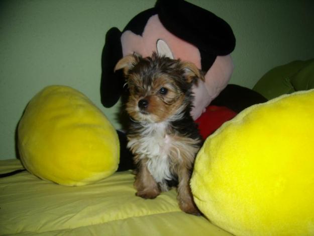 se vende yorkshire terrier mini