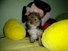 se vende yorkshire terrier mini - mejor precio | unprecio.es