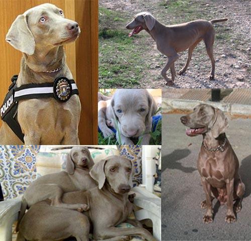 Weimaraner : 