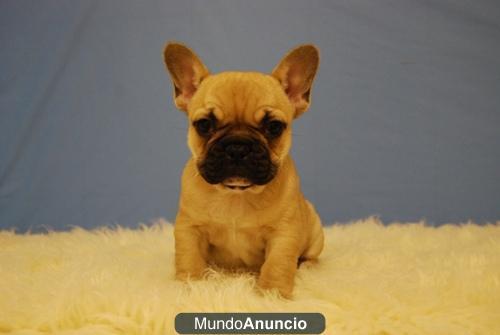 Bulldog frances fawn, perritos de dos meses