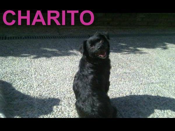 Charito , preciosa pomerania en adopción