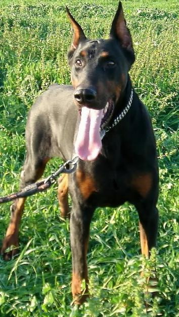 Dobermann Cachorros