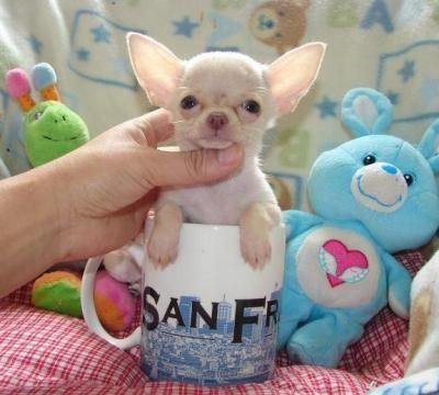 Encantador Chihuahua Cachorros En Venta su 100â¬