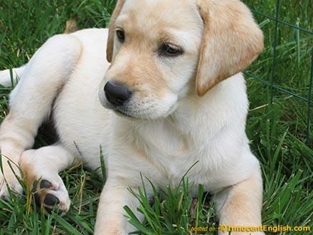 Labrador,cachorros magnificos Labrador,cachorros magnificos