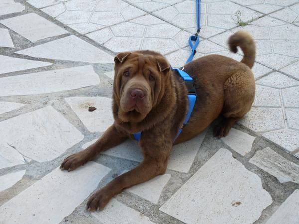 Regalo Sharpei de Tanin Macho Chocolarte de 3 años