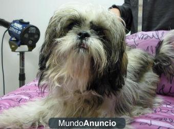 venta shih-tzu