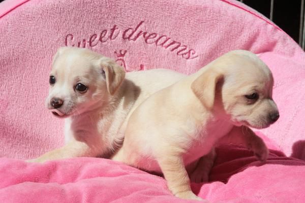 2 chihuahua cachorros gratis adopción.200euros