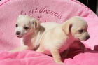 2 chihuahua cachorros gratis adopción.200euros - mejor precio | unprecio.es