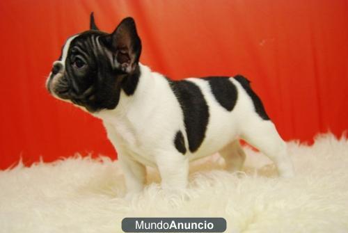 Bulldog Frances Excelentes ejemplares con 2 meses