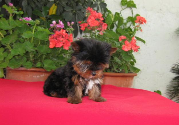 cachorritos de yorkshire terrier miniaturas economicos